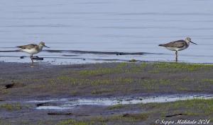 Rantakurvi Meri-Lappi x Seppo Mäkitalo